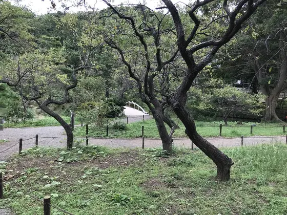 ちょっとした梅園