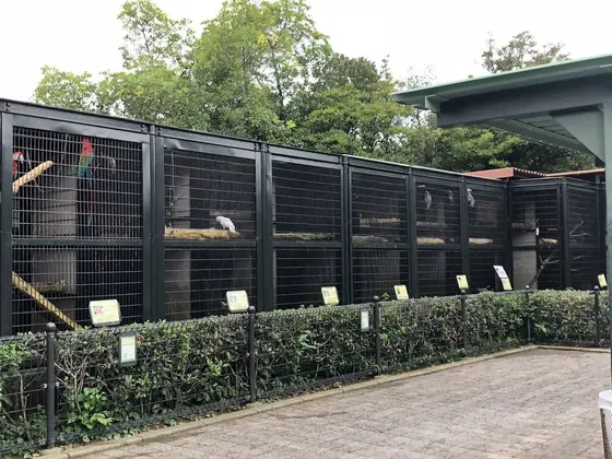 鳥達