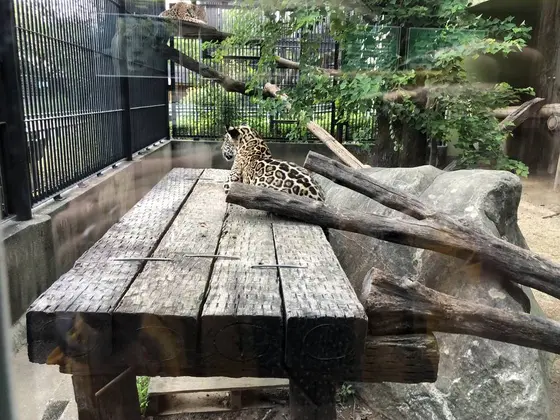 ジャガー