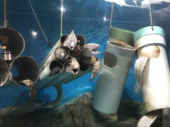 ウツボ