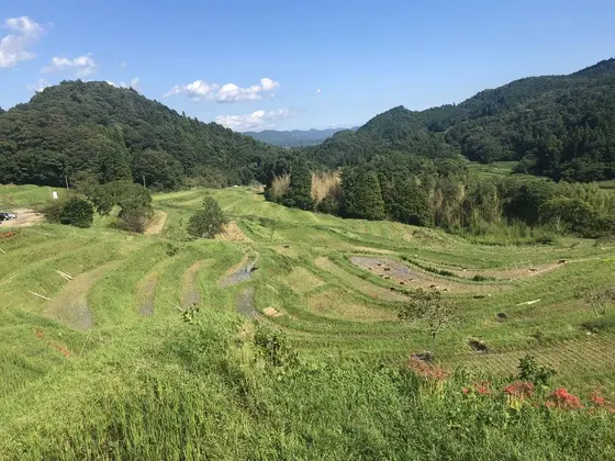 9月 彼岸花が咲く棚田