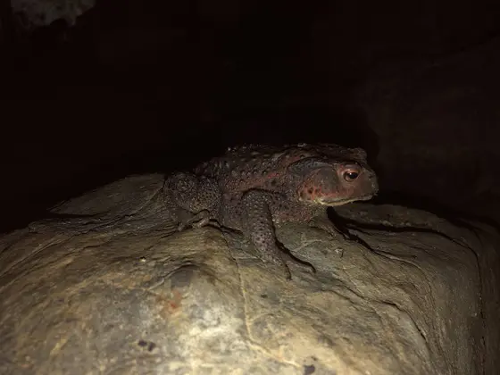宇津野洞窟 ヌシ蛙
