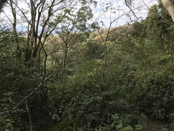 森が目線の高さに