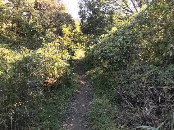 ここからクヌギの森へ