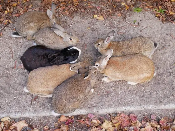 うさぎ