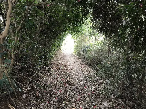 ひゃー、トトロ、トトロw