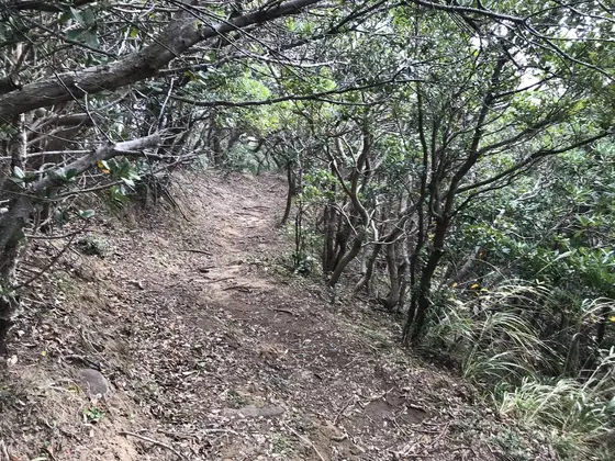 ウバメガシの自生地