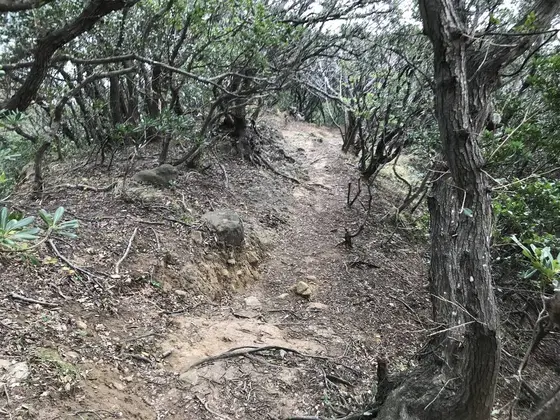 でも椿や桜は分かりますw