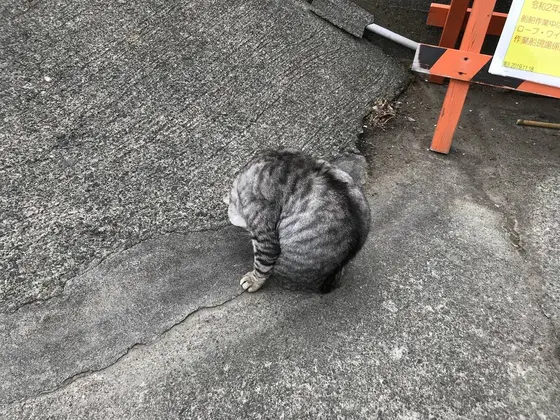 丸々太った目つきの悪い猫w