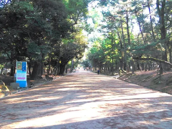 木が生い茂る参道