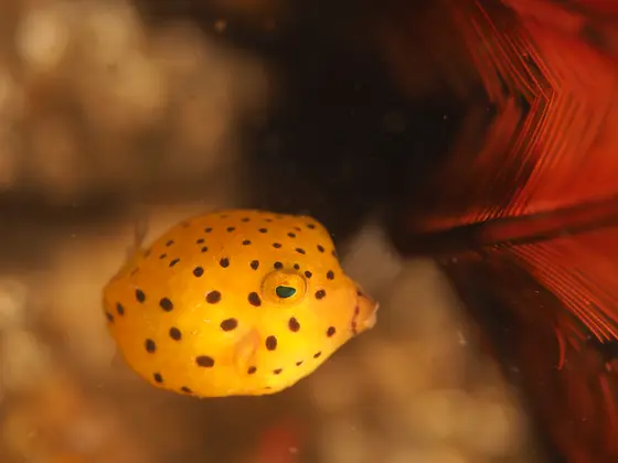 こんな魚も見られるかも？