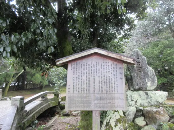 菊の被綿
