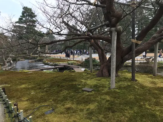 相当な樹齢とお見受け