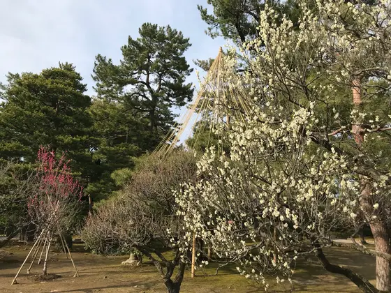 梅の時期ですね^_^