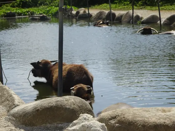 水牛さん、お仕事お疲れ様です