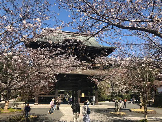 満開の桜
