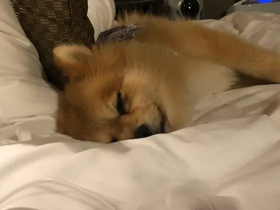 シーツパリパリ