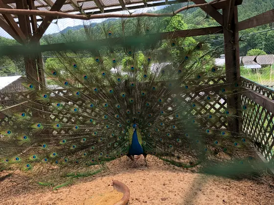 クジャクさん