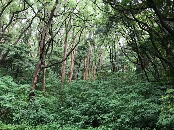 しかし、凄い森です。