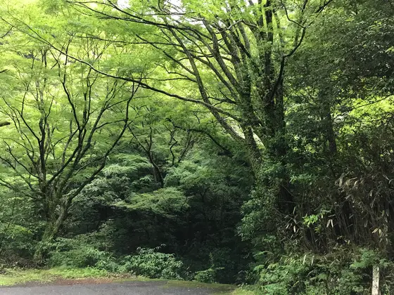 覆い被さる新緑