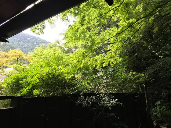 新緑、木漏れ日が眩しい