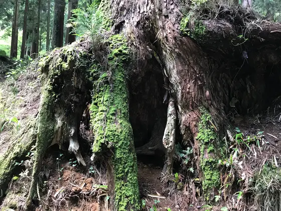 樹齢うん百年とかのクラスでしょう。