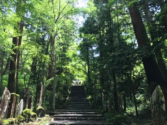 巨木のオンパレード