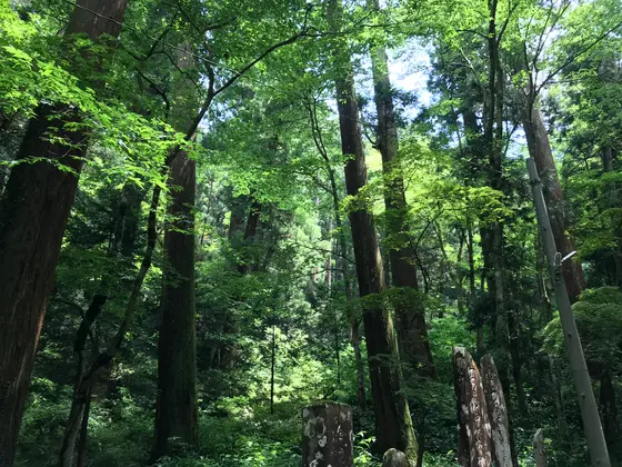 凄まじいまでの翠