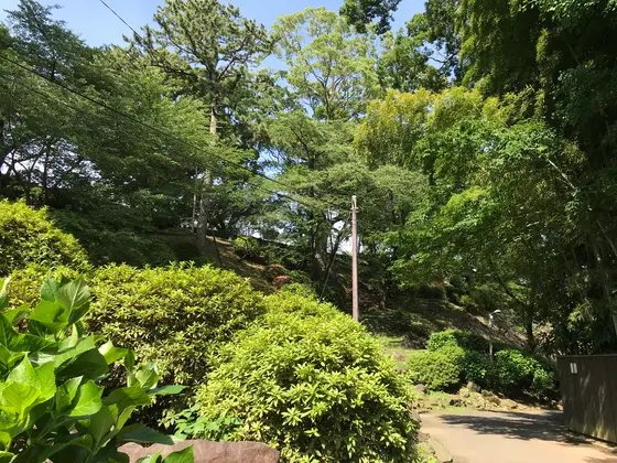 ココも新緑が素晴らしい