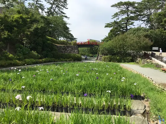 菖蒲と朱塗りの橋