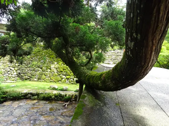 なんだか存在感のある樹