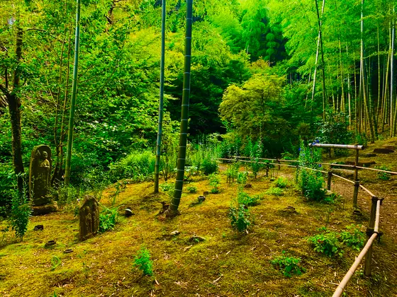 竹林