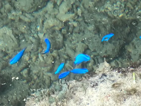 すぐそこに綺麗なォ魚