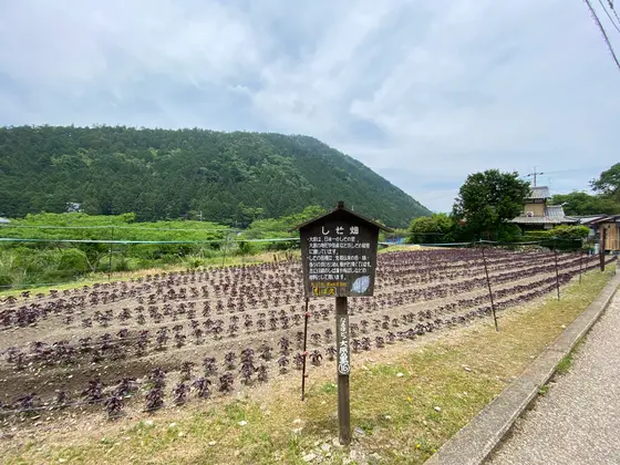 ◎大原バス停からの道