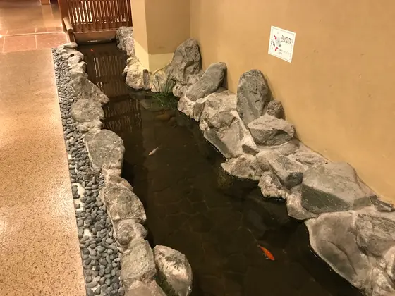 金魚撮影♪