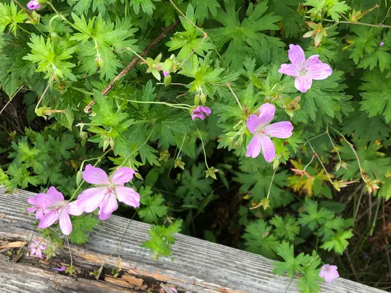 散策路から見える花