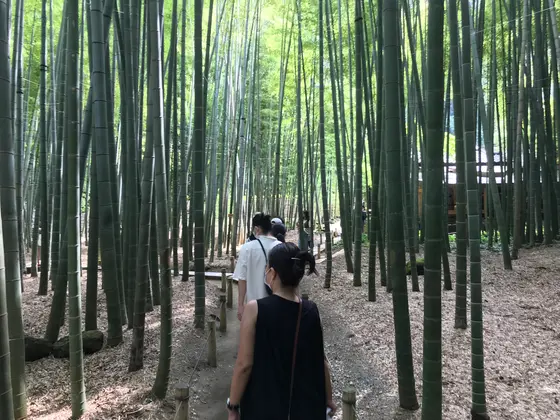 いよいよの竹林