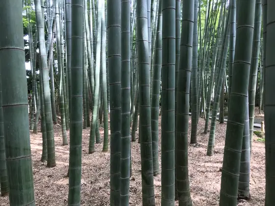 竹林は涼ぴぃ♪