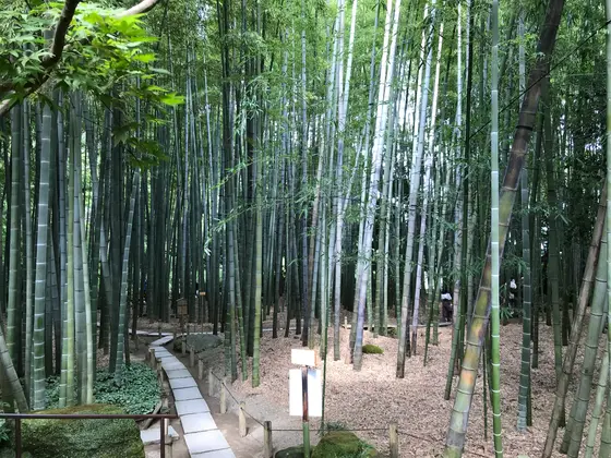 竹ばかりw