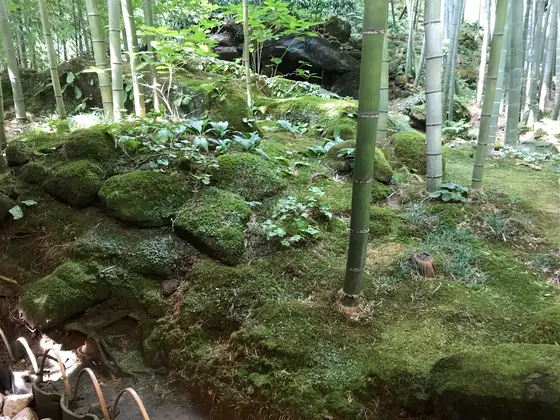 家では水代わりの煎茶です。
