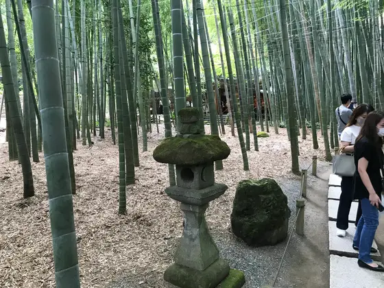 竹も多いが人も多いw