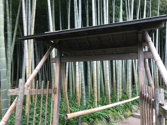 では竹林へ