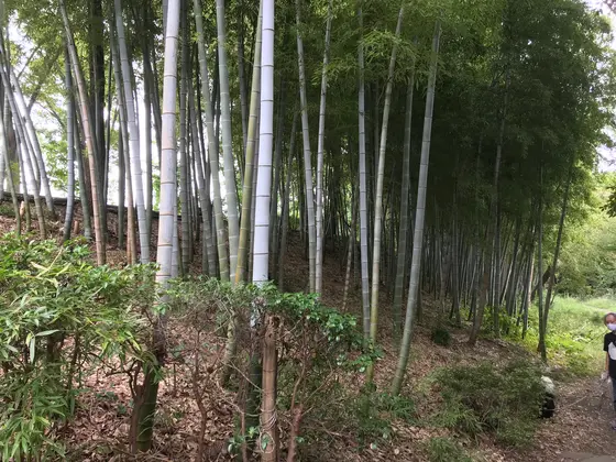 見事な竹林もw