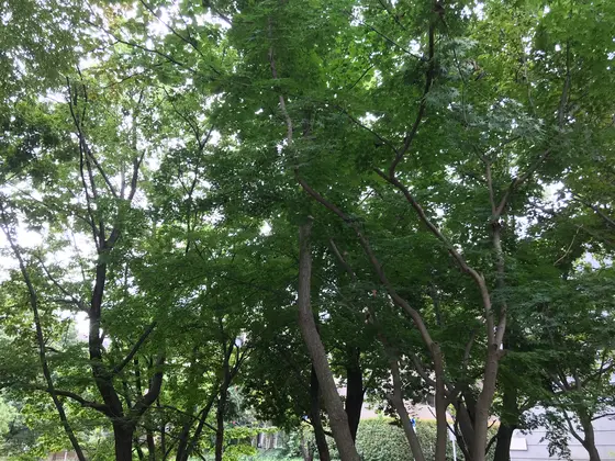この緑。ヤバいです♪