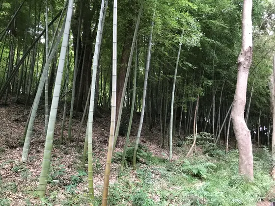 よく言えば竹林。