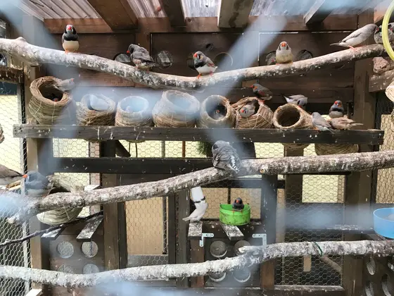 鳥小屋には天使がいっぱい♪