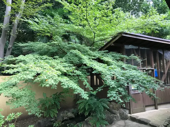 古民家脇のモミジ