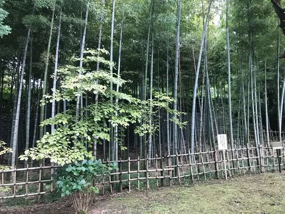 手入れされた竹林