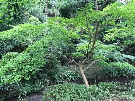 この木々の量w