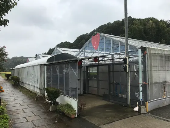 いちご狩りが出来ます♪